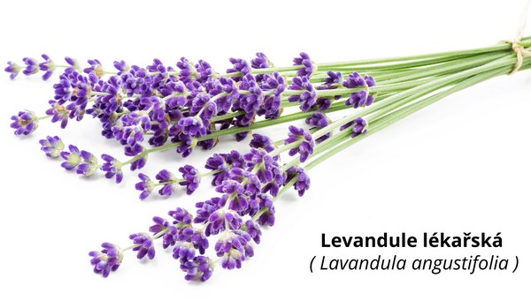 Levandule lékařská